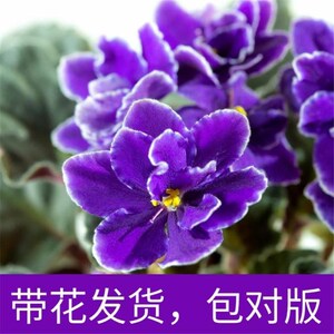 紫罗兰花卉盆栽紫露草紫竹梅盆栽紫色吊兰紫叶吊竹梅盆栽四季开花