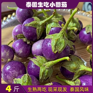 泰国生吃小圆茄子西双版纳傣家4野茄咖喱茄迷你紫色蛙蛋茄紫脆茄