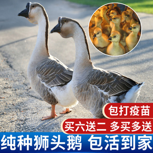 鹅活苗狮头鹅苗特大活苗小鹅仔大白鹅特大种幼苗狮子头朗德鹅灰鹅