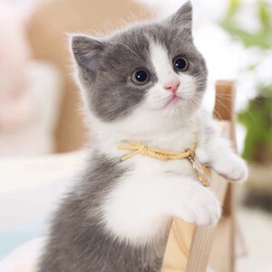 英短蓝白猫幼猫拿破仑矮脚猫短腿小猫宠物活的小奶猫幼崽猫咪活物