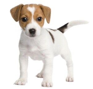 纯种杰克罗素梗犬幼犬小型犬杰克罗素梗活体平毛刚毛猎狐梗猛犬