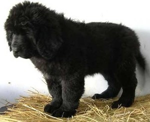 纽芬兰犬幼犬纯种纽大型巨型标准型黑色宠物纽芬兰狗狗活体高加索
