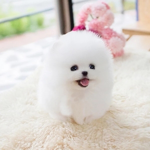 纯种博美幼犬茶杯犬小狗可爱比熊迷你长不大真狗狗活幼体宠物活物