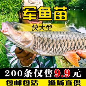 【军鱼光倒刺】军鱼光倒刺品牌,价格 - 阿里巴巴