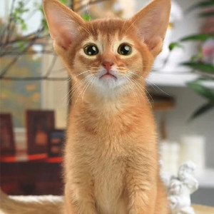 阿比西尼亚猫幼崽红色蓝色纯种宠物猫活体短毛猫不掉毛猫咪德文猫