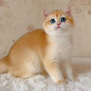 金渐层幼猫活体银渐层宠物猫纯种ny12色矮脚英短小型英短金渐层