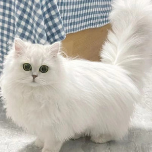 纯种金吉拉幼猫金吉拉猫矮脚纯白拿破仑曼基康长猫猫咪活物小猫咪