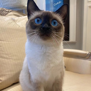 纯种暹罗猫星罗猫泰国黑色猫舍血统蓝眼睛挖煤重点布偶小猫咪活物