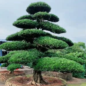 罗汉松盆景别墅庭院地栽树苗四季常青精品老桩盆栽园林绿化大植物