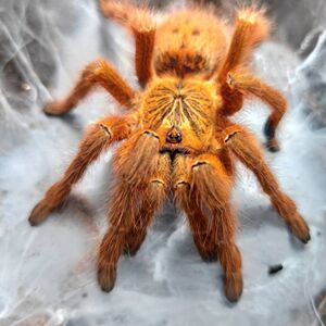 非洲橙巴布蜘蛛