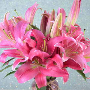 昆明市官渡区金艳花卉店帕拉佐香水百合花