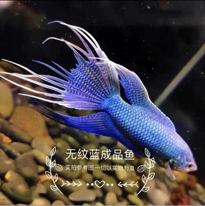 中国斗鱼无纹蓝帝王蓝活体活鱼大爆针高蓝度淡水冷水观赏鱼免打氧