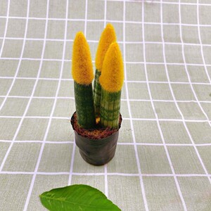 牛角常青桌面佛前香绿植虎皮兰盆栽原盆原土办公室花卉推荐