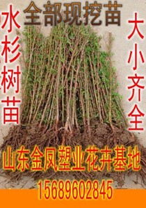 水杉树苗池杉苗墨西哥落羽杉树苗大小水杉盆景植物室内金叶水杉树