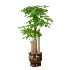 节节高步步高升发财树开业乔迁新居办公室送礼落地大绿植盆栽