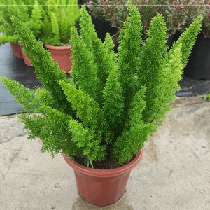 天门冬盆栽植物