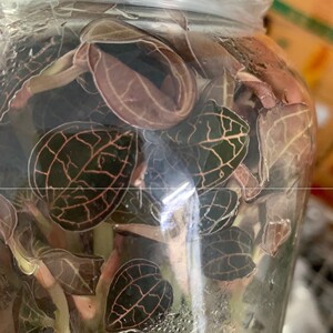 日本金线莲种子种苗瓶苗阳光苗盆栽盆景新鲜福建南靖鲜品送土包邮