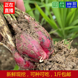 bonnie1394267009淘宝野生红葱头红百合通鼻药膳食补