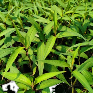 广西横县鱼生配料香草辣蓼横县鱼生草配去腥料西餐佐料苗子带土