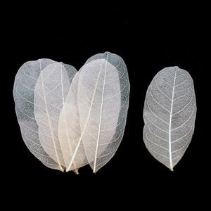 天然树叶标本玉兰叶脉树叶书签diy材料包手工自制叶脉干花道具