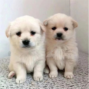 中华田园犬家养幼犬大黄狗纯黑小白狗体活体种狗崽土狗小狗混血狗