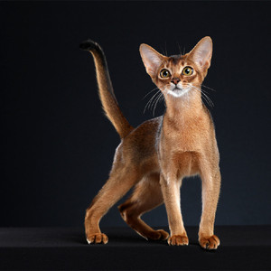 纯种阿比西尼亚猫宠物猫幼猫不掉毛红蓝阿比原始色小鹿色血统猫舍