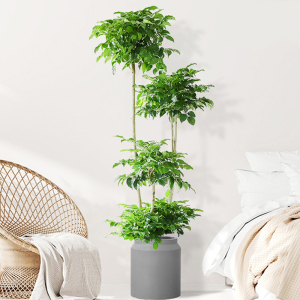 幸福树盆栽上海