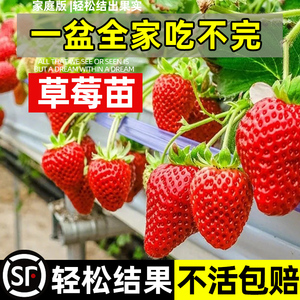 奶油草莓苗盆栽带盆带土红颜淡雪天使四季结果可食用阳台种植秧苗