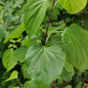 臭黄荆叶新鲜纯叶子绿豆腐绿凉粉观音柴神仙豆腐柴斑鸠叶250g
