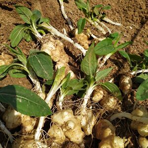 鬼子姜姜不辣洋姜种子产地现挖5斤10斤包邮洋姜种子种苗