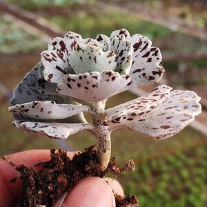 雀扇老桩趣味多肉植物稀有品种珈蓝菜属阳台桌面小盆栽叶展3-4cm