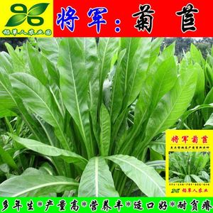 将军菊苣种子四季青多年生牧草籽猪牛羊鸡鸭鹅百绿进口南北方包邮