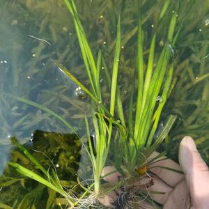 水兰水草矮生苦草长叶苦草种籽扁担草小龙虾螃蟹养殖净化淡水植物