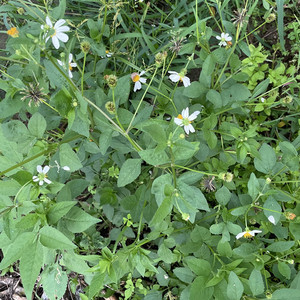 鬼针草野生四方枝草