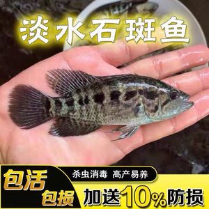 石斑鱼淡水鱼苗养殖可食用特大花斑小鱼苗特大冷水鱼路亚鱼浙江1