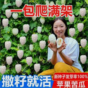 【48小时发货】苹果苦瓜种子四季甘甜水果苦瓜种子进口台湾苹果苦