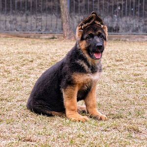 重庆本地犬舍纯种德国牧羊犬看家护院警犬德牧幼犬狼狗黑背活体狗