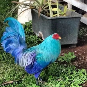 泰国长尾鸡种蛋 七彩长尾鸡 观赏宠物鸡三彩 新鲜受精种蛋可孵化