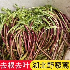 野藜蒿新鲜湖北特产长江边野生芦蒿泥蒿篱蒿去叶去根现摘现发