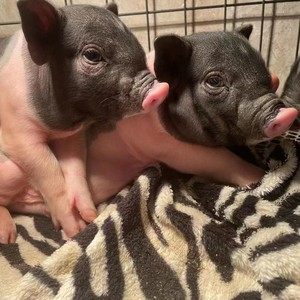 迷你小猪泰国小香猪长不大活体宠物猪家养迷你宠物网红幼崽活物猪