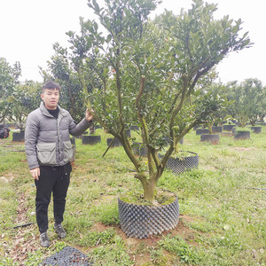 红糖黄岩台州米糕台州小麻花红糖发糕台州桔子树苗带土黄岩台州黄岩