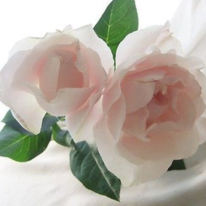 伊芙妖精香水月季