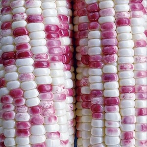 高产玉米杂交种大田