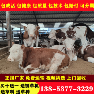 出售改良黄牛小肉牛犊杂交小牛苗活体西门塔尔3个月牛犊养殖技术
