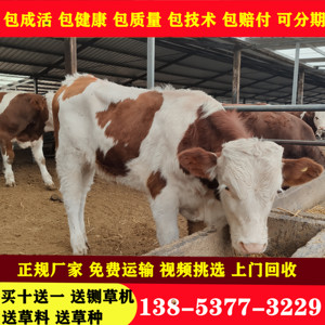 出售西门塔尔母牛犊牛活苗牛仔肉牛犊改良鲁西小黄牛活体养殖技术