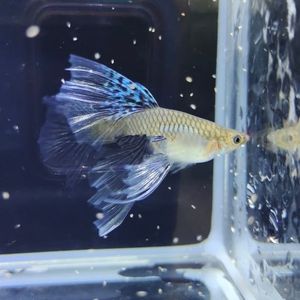 00仆街拉你淘宝蓝草尾兰草尾孔雀鱼凤尾鱼纯种水草缎带观赏活鱼精品