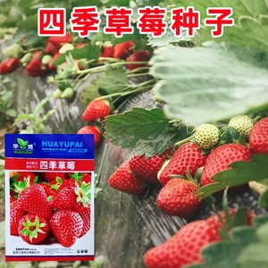 四季草莓种子种苗高产耐寒盆栽草莓籽庭院阳台种植多年生水果种子