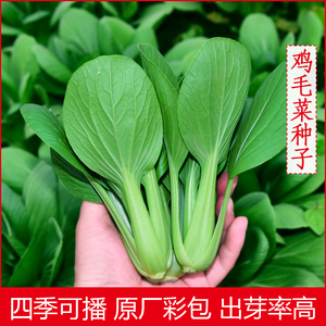上海鸡毛菜菜籽种子青菜菜种籽青梗菜蔬菜种孑大全阳台白菜籽四季