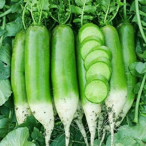 原厂水果萝卜种子种籽子生吃甜脆冰糖脆里外青萝卜沙窝罗卜种孑