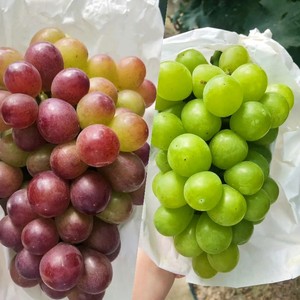 上海马陆葡萄奶油玫瑰香双拼10斤礼盒装整串当季现摘新鲜水果顺丰